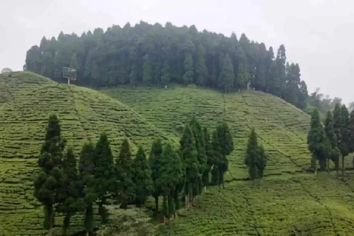 A tea garden in the Darjeeling hills. File picture/The Telegraph