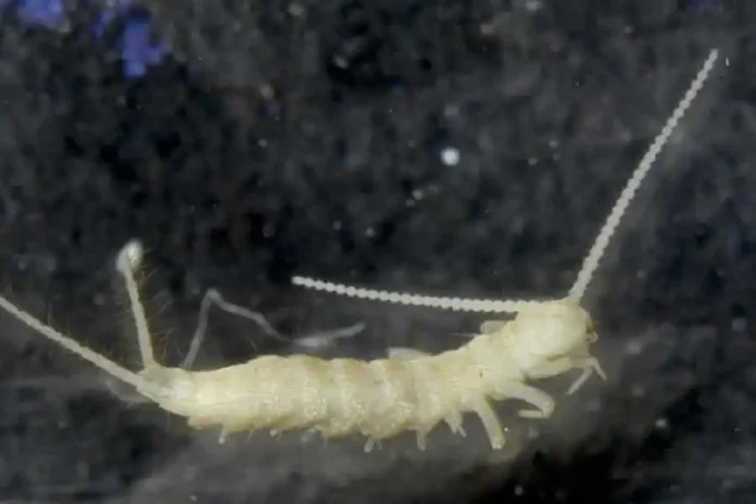 Lepidocampa sikkimensis, the micro-arthropod of the Diplura group. Picture courtesy: Zoological Survey of India/The Telegraph